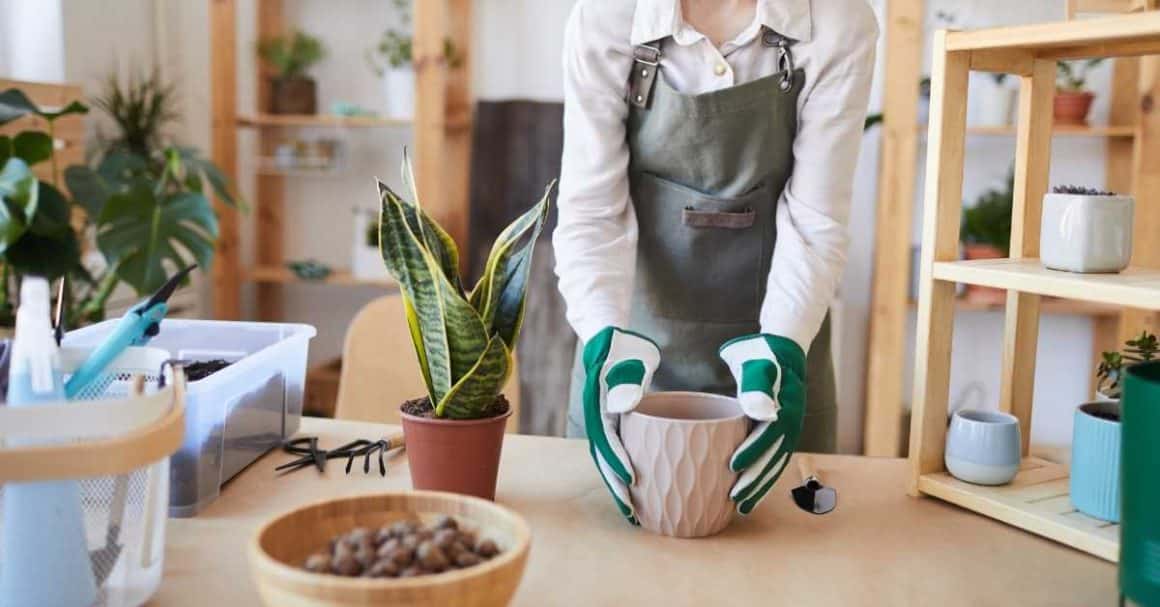 how to take care of indoor plants