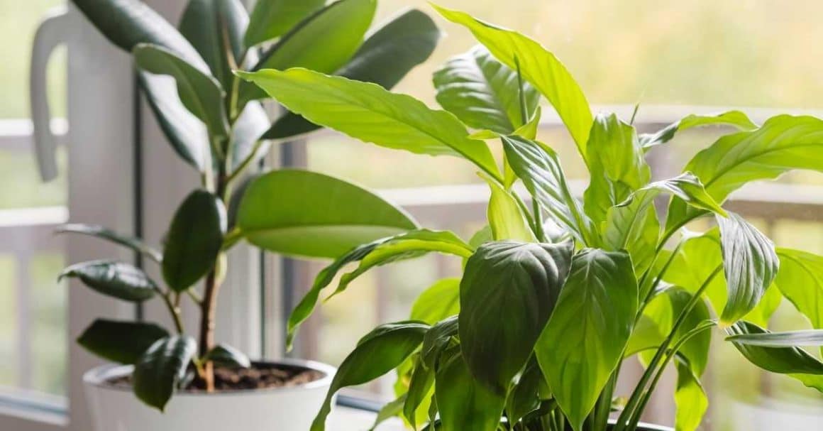 how to take care of indoor plants