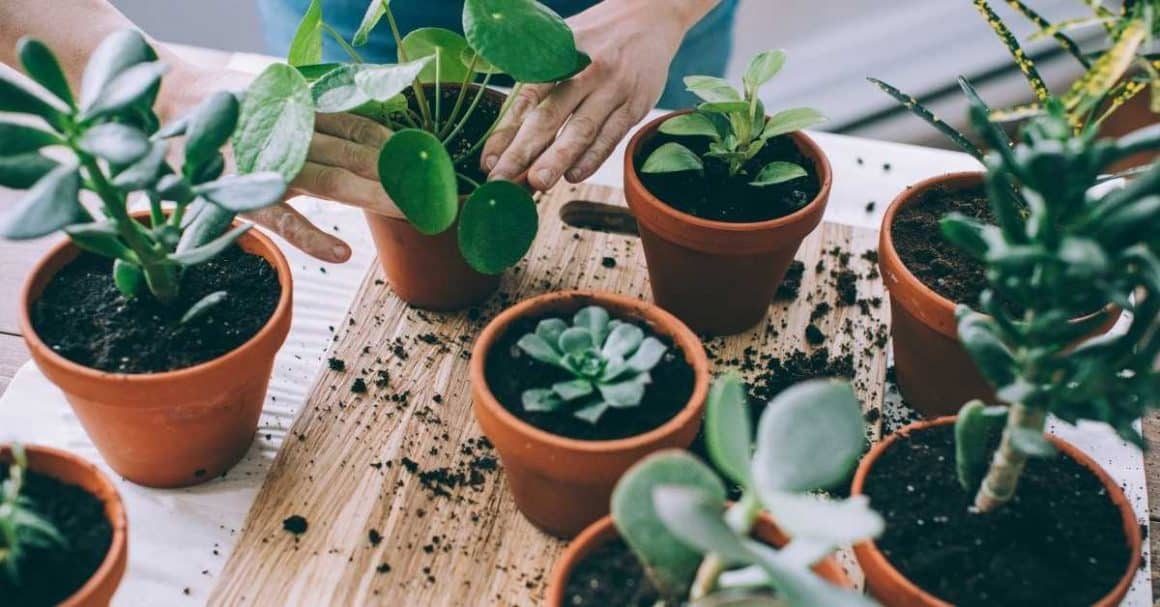 how to take care of indoor plants