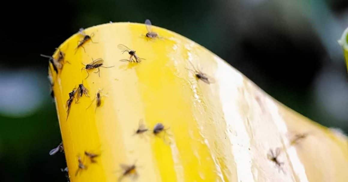 how to take care of indoor plants get rid of fungus gnats