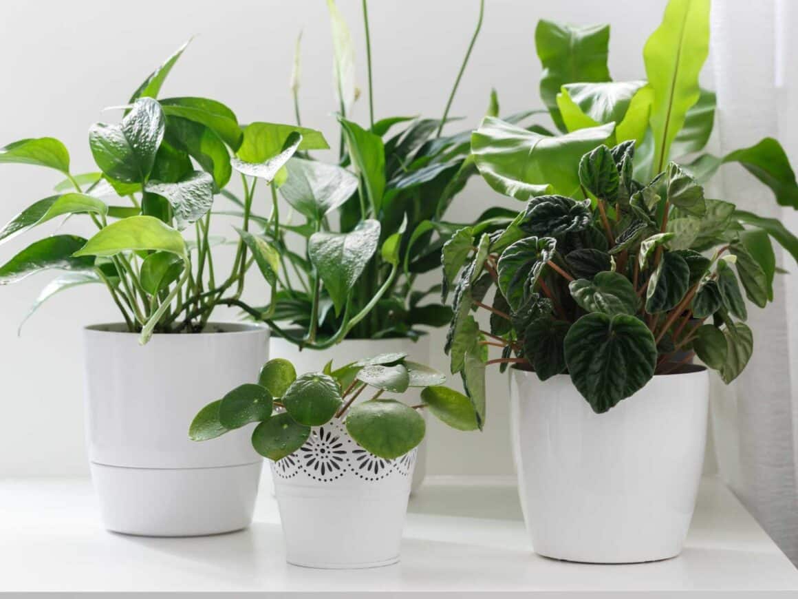 how to care for indoor plants