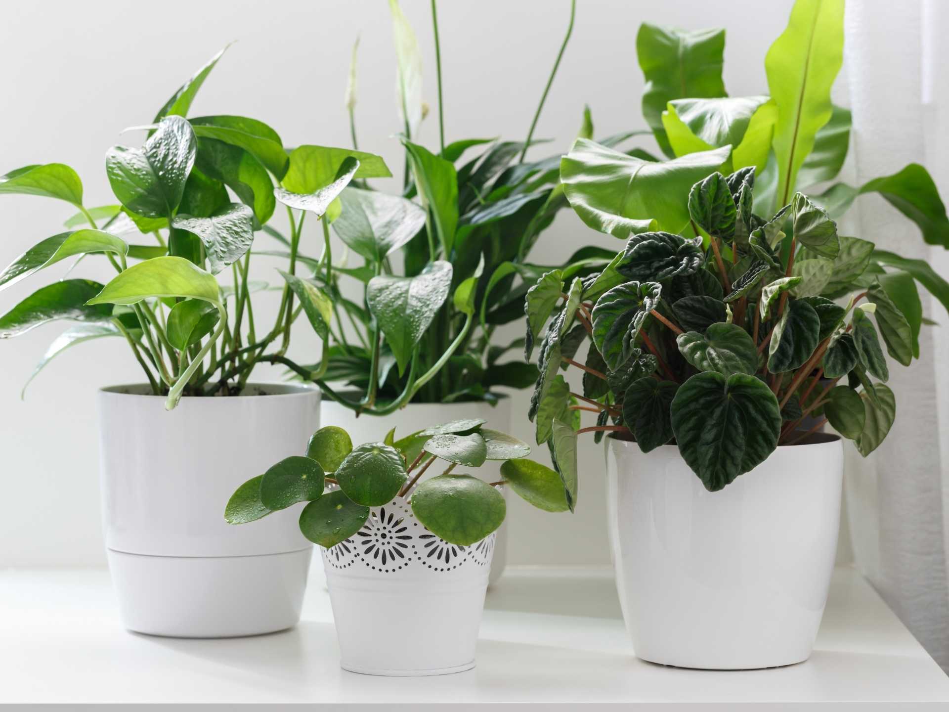 How to Care for Indoor Plants: 10+ Tips For Beginners