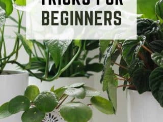 tricks + tips for healthy houseplants