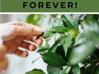 How to get rid of fungus gnats forever!