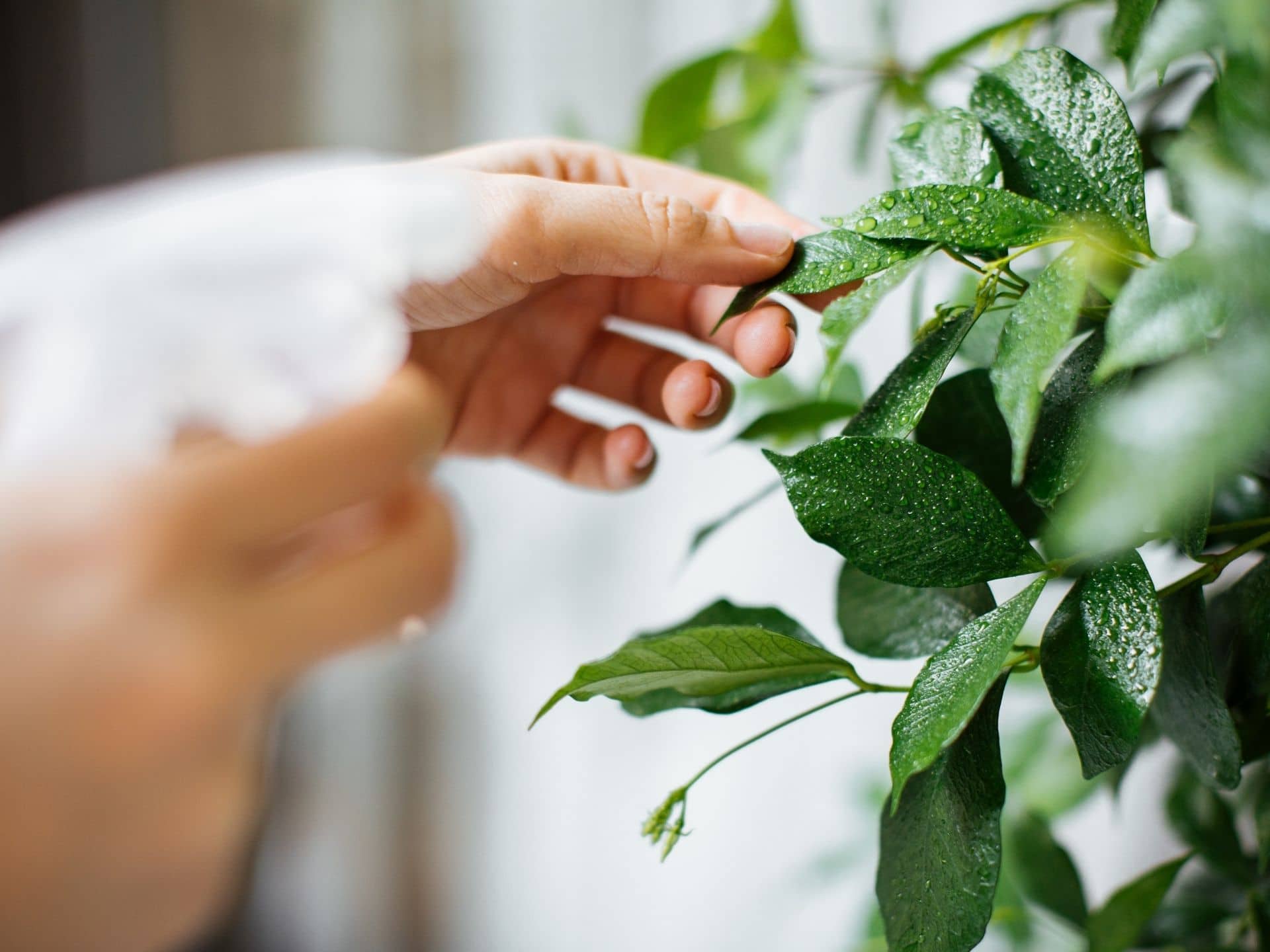 How to get rid of fungus gnats in houseplants- 10 Proven Tips