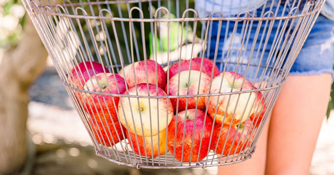 fall bucket list ideas-apple picking