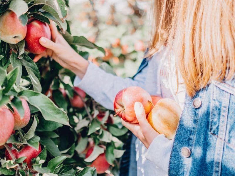 fun things to do this fall-go apple picking