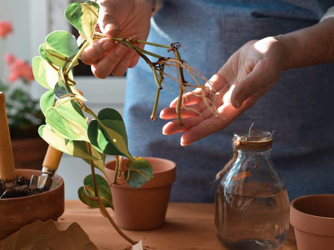 how to propagate plants in water
