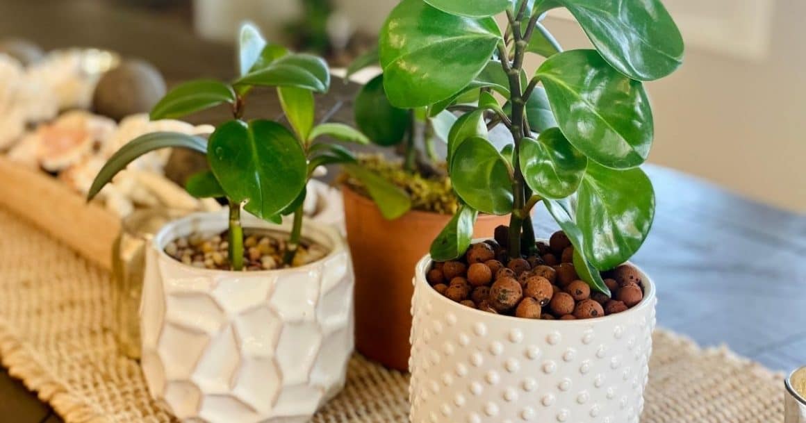 Moisture source for houseplants: clay pebbles under the pot!