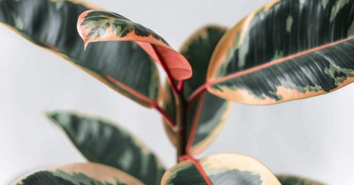 rubber plants are fast growing houseplants