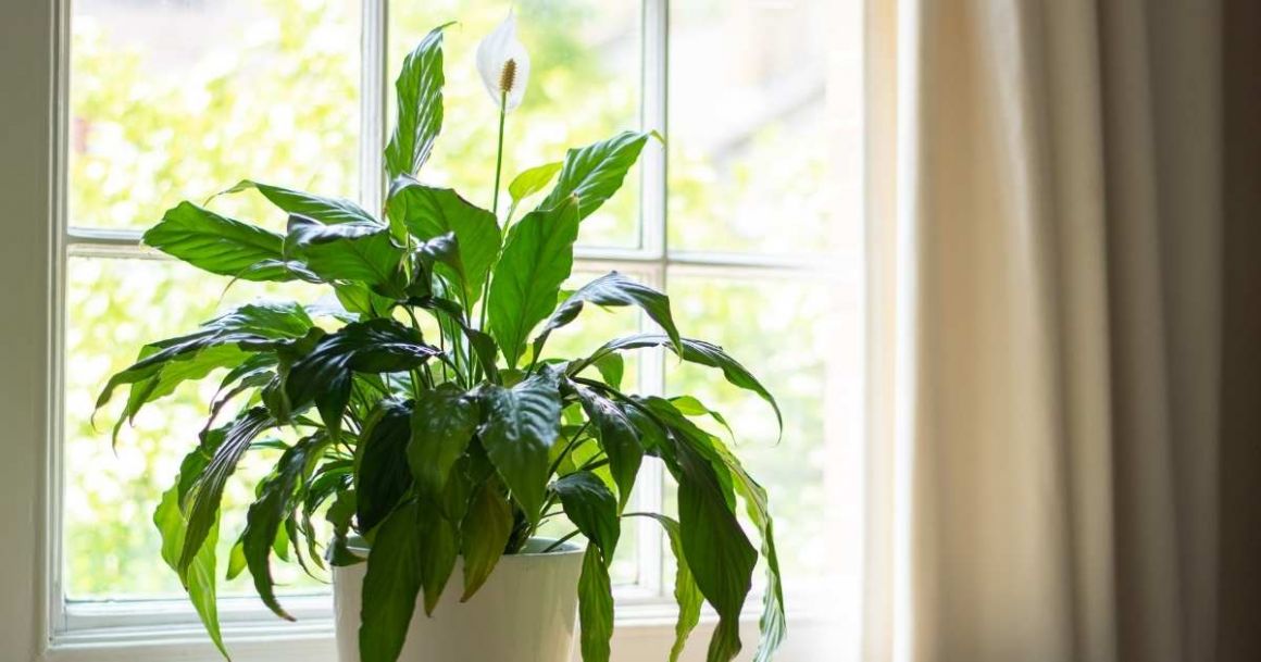 peace lily plants are fast growing and easy inoor plants