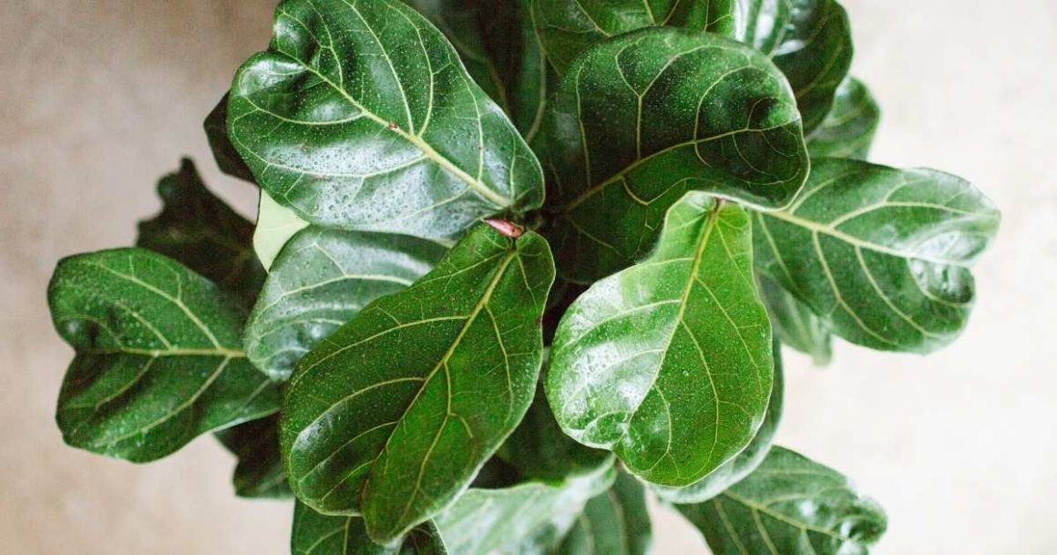 fast growing indoor plant-fiddle fig leaf