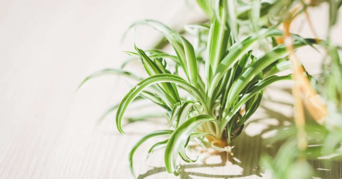 spider plants are easy and fast growing houseplants