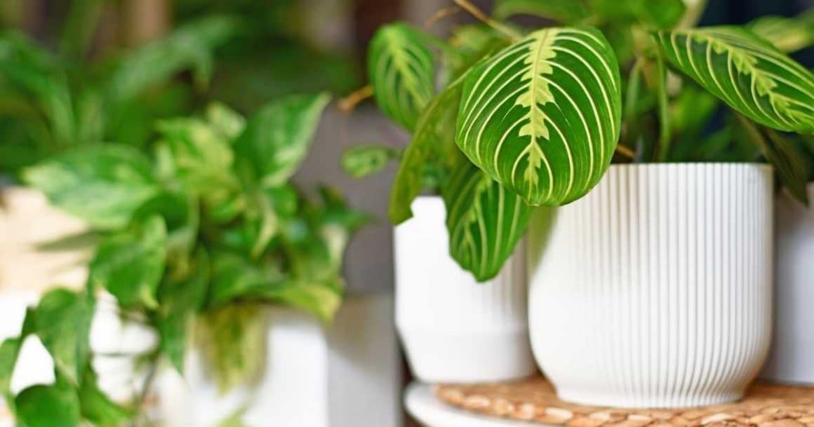 fast growing houseplants and how to care