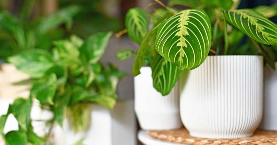 easy fast growing houseplants-indoor plants