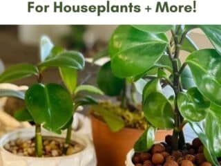 clay pebbles for houseplants