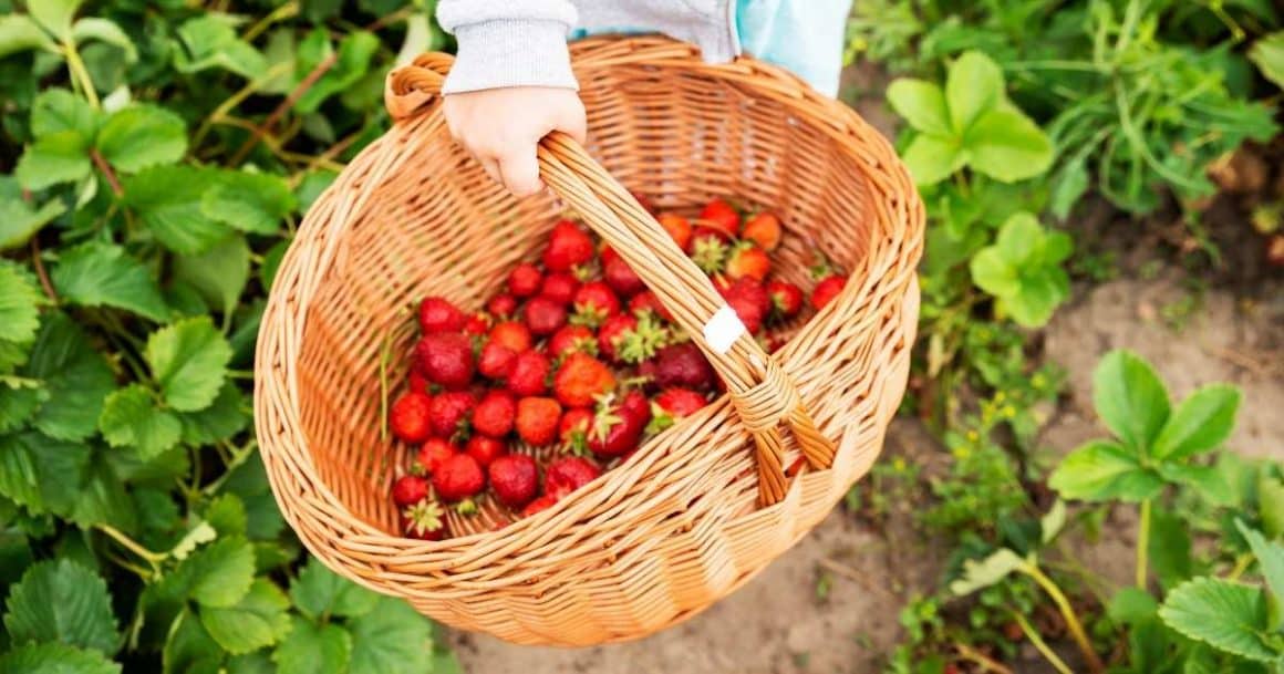 pick strawberriess this summer