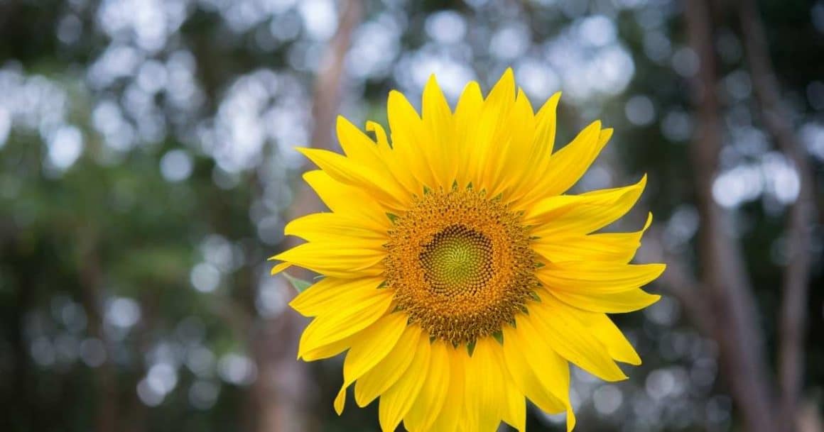 grow sunflowers this summer-summer bucket list of ideas