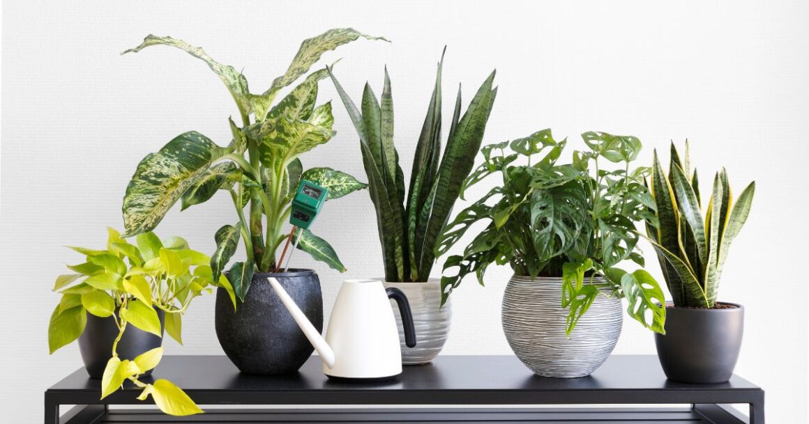 houseplant tip for new plant owners