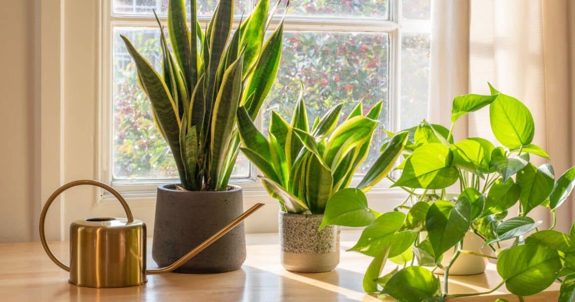 houseplant tips for new plant owners