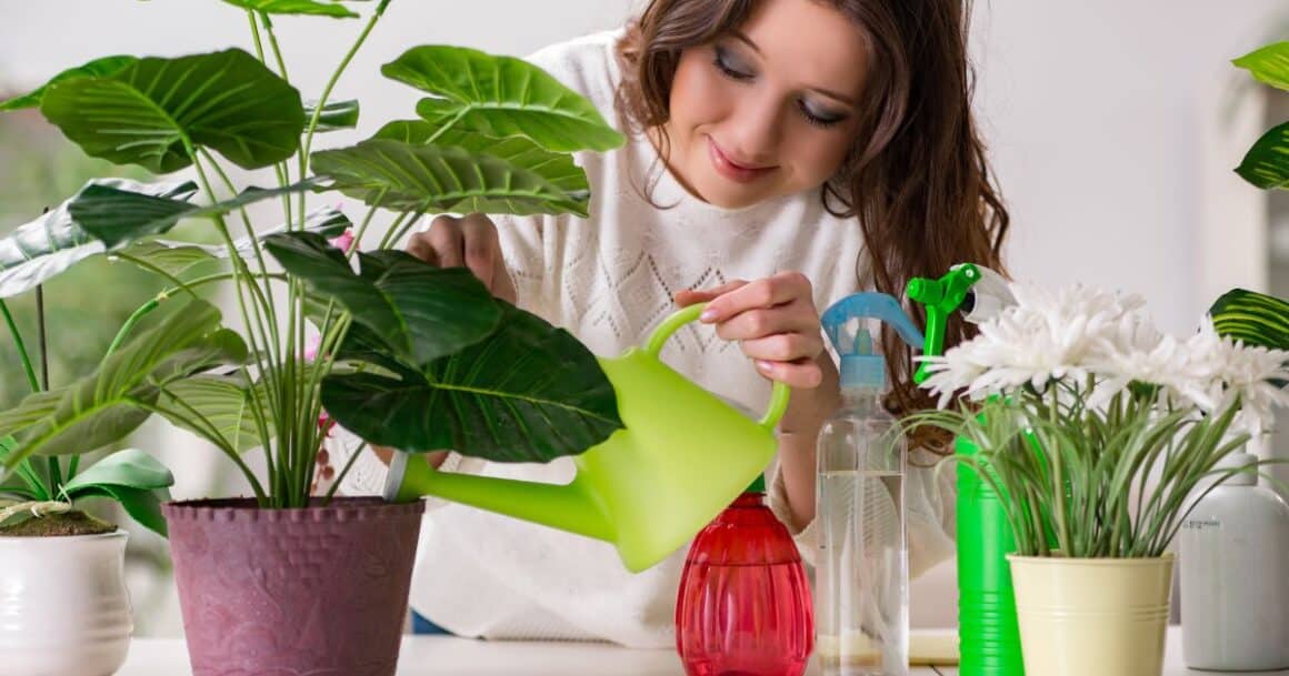 houseplant tips for beginners and new plant owners