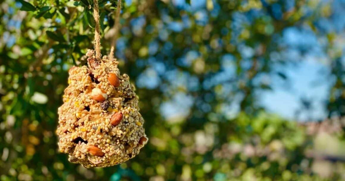 how to make pinecone bird feeders