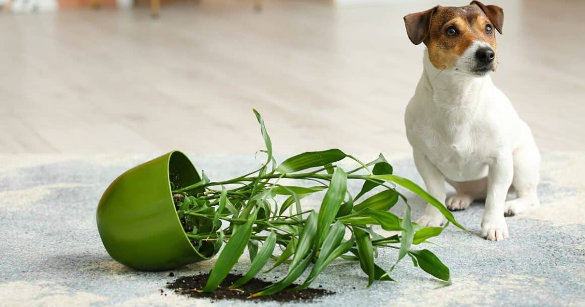 houseplants and pets-toxic houseplants