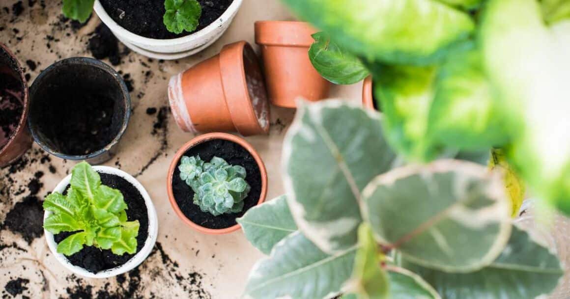 The Best Plant Care Apps For 2024 XO, Christine