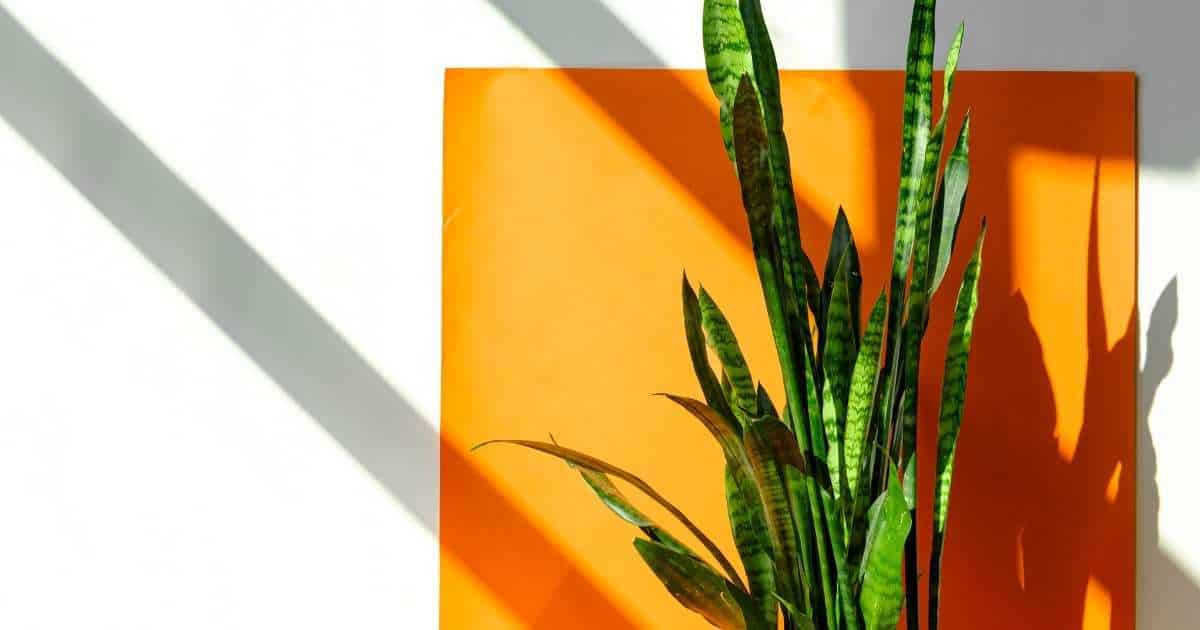10 Snake Plant Benefits for Your Home + Easy Care Tips!