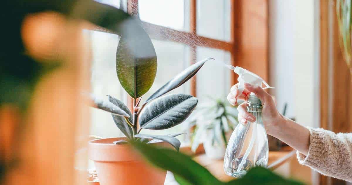 The Best Neem Oil for Plants + How to use it!