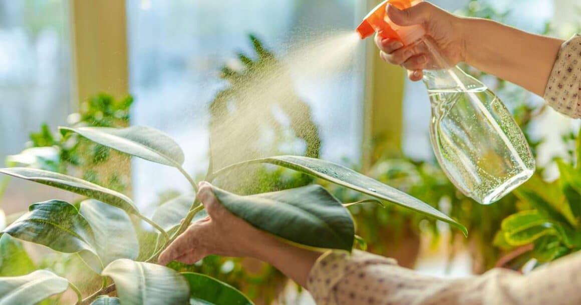 how to get rid of fungus gnats in houseplants