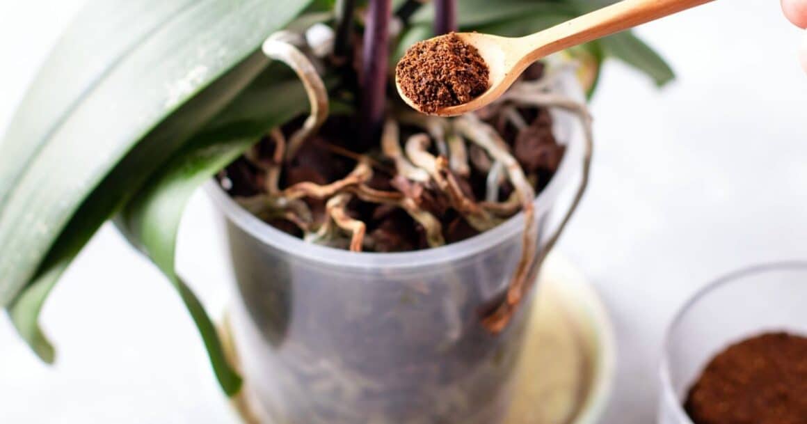 coffee grounds as fertilizer for indoor plants