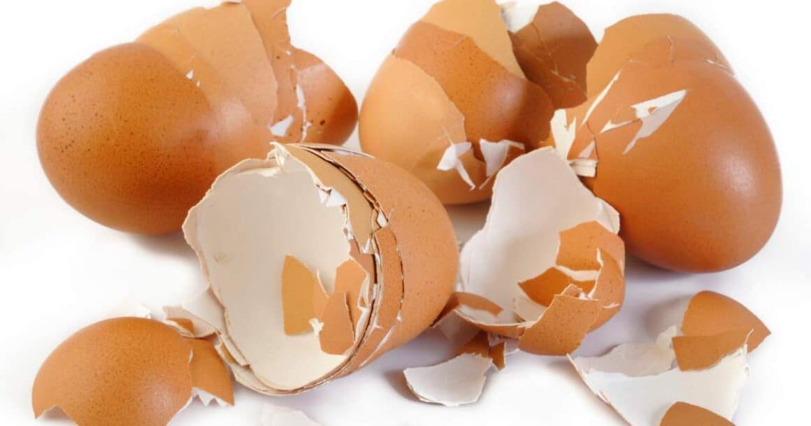 homemade plant fertilizer from eggshells