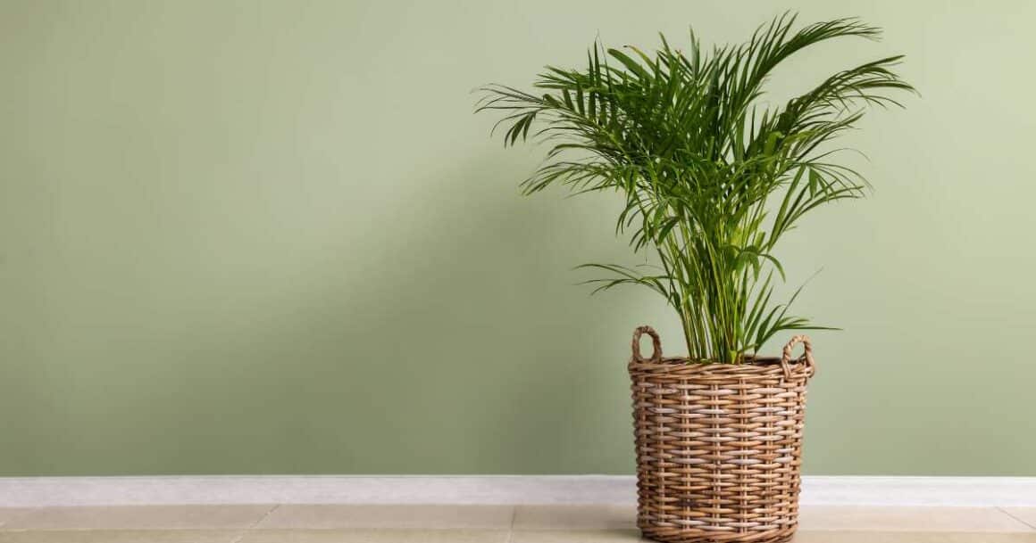the best indoor plants for arizona-the areca palm