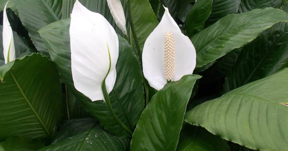 the best indoor plants for arizona-peace lily
