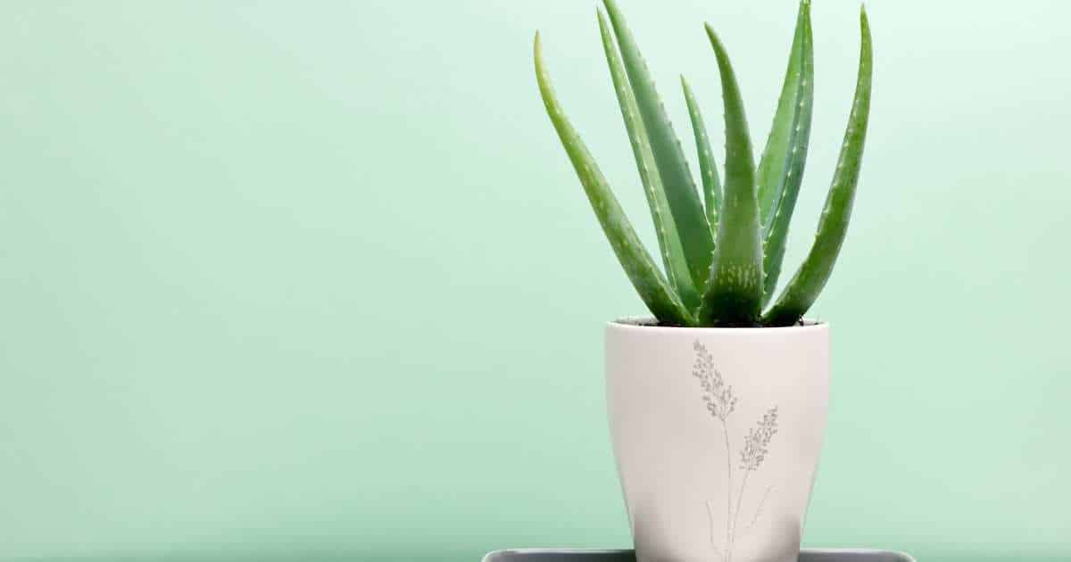 Best Indoor Plants For Arizona + Plant Care Tips