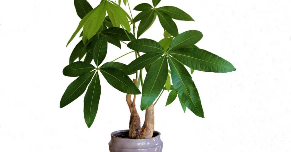 the best indoor plants for arizona-money tree plant