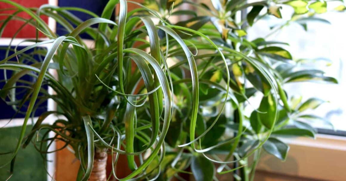 the best indoor plants for arizona