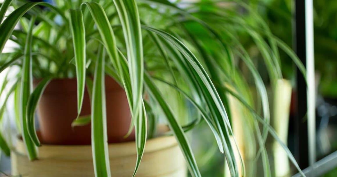 the best indoor plants for arizona-spider plants