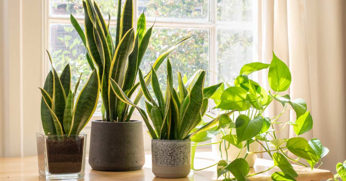 The Best Indoor Plants for Arizona + Plant Care Tips