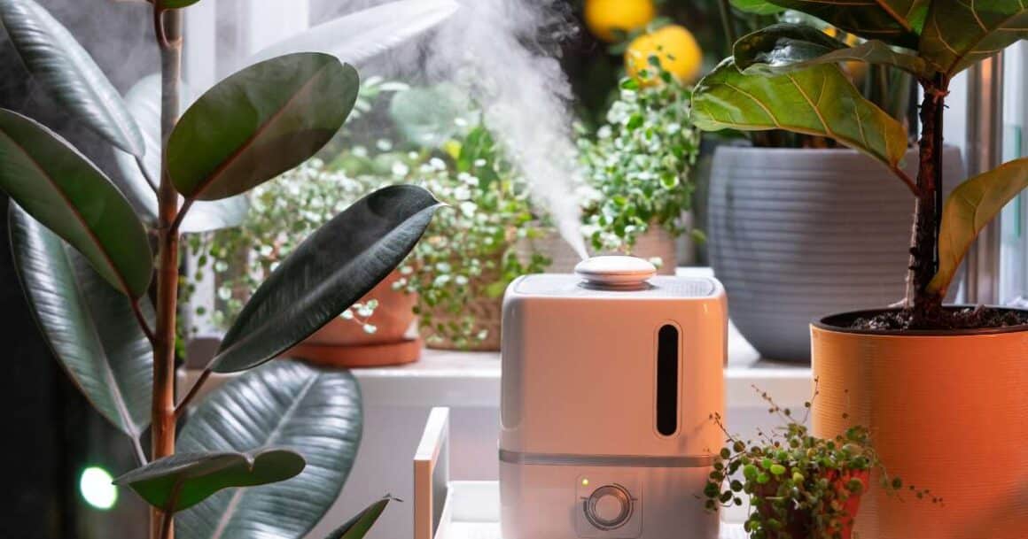 humidifiers for plants