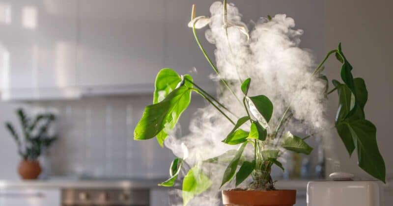 the best humidifiers for plants