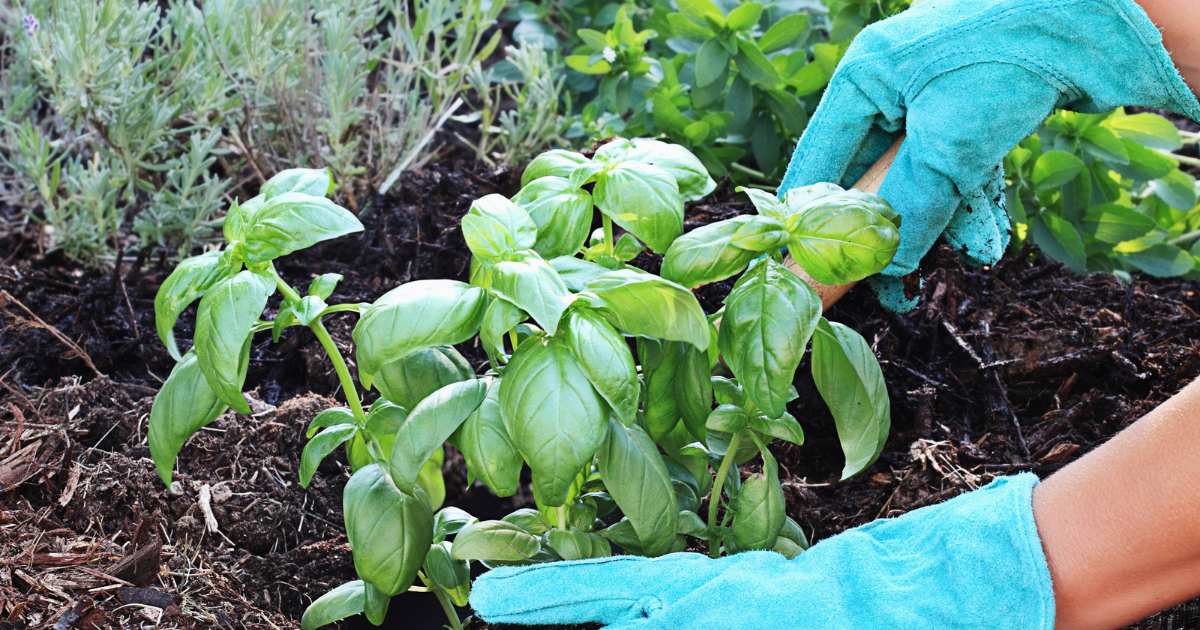 How to Grow Basil in Arizona in Just a Few Easy Steps