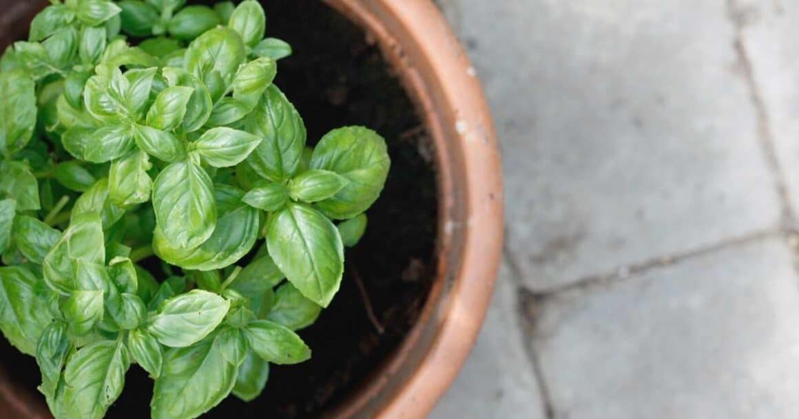 growing basil in arizona-garden beds of containers