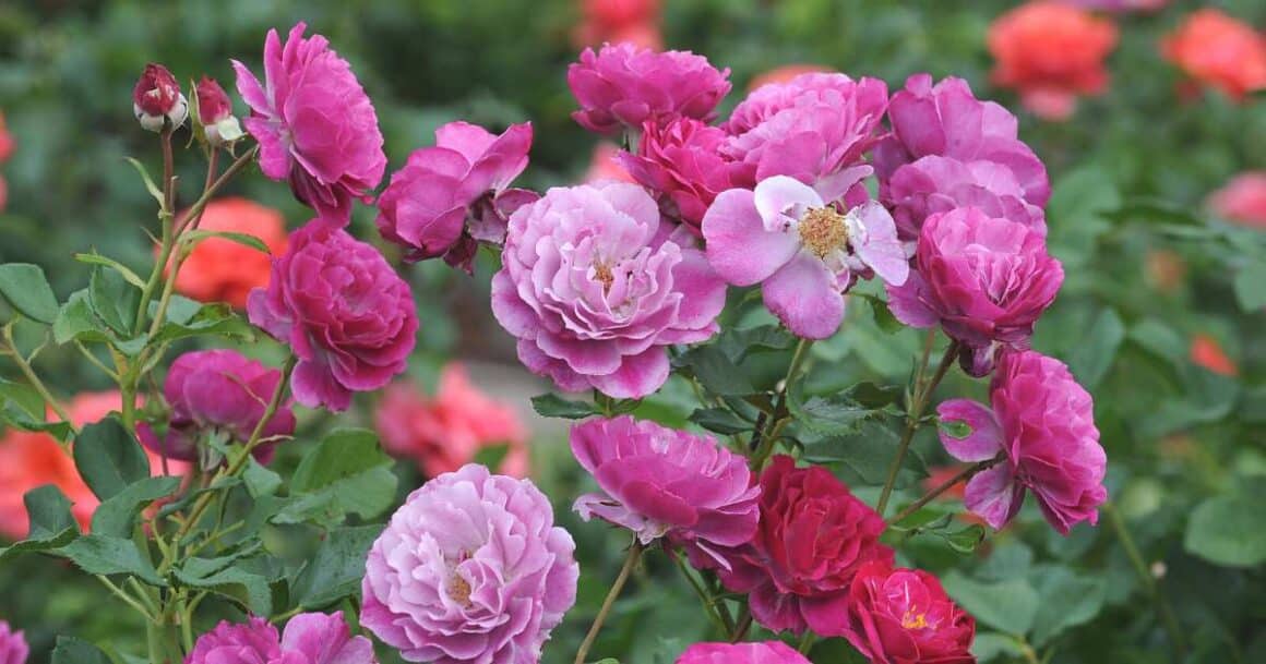 when to plant roses in arizona