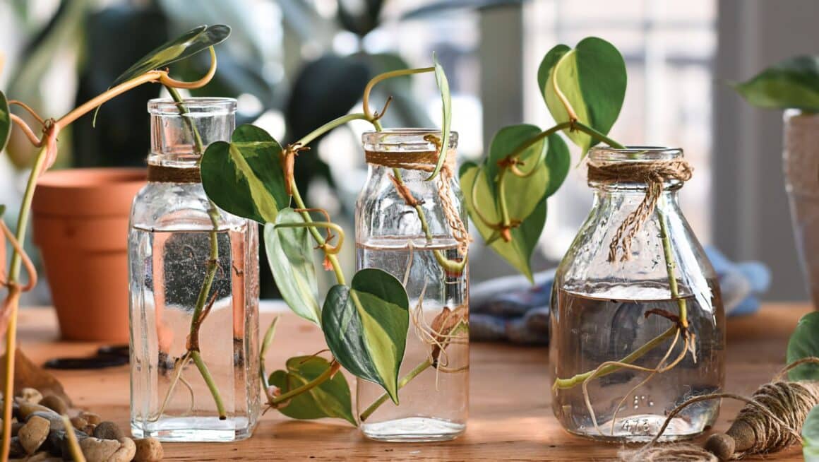 how to propagate plants in water