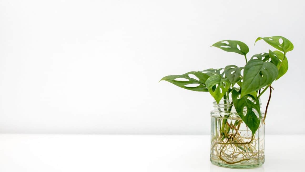 how to propagate houseplants in water