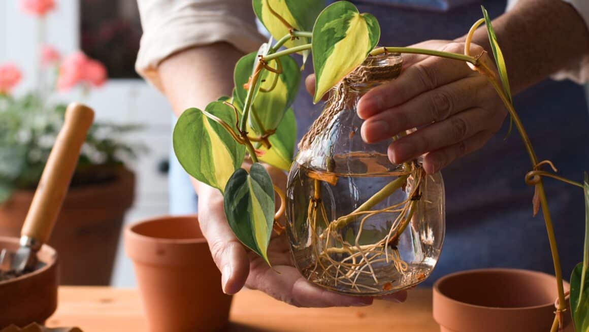 how to propagate plants in water