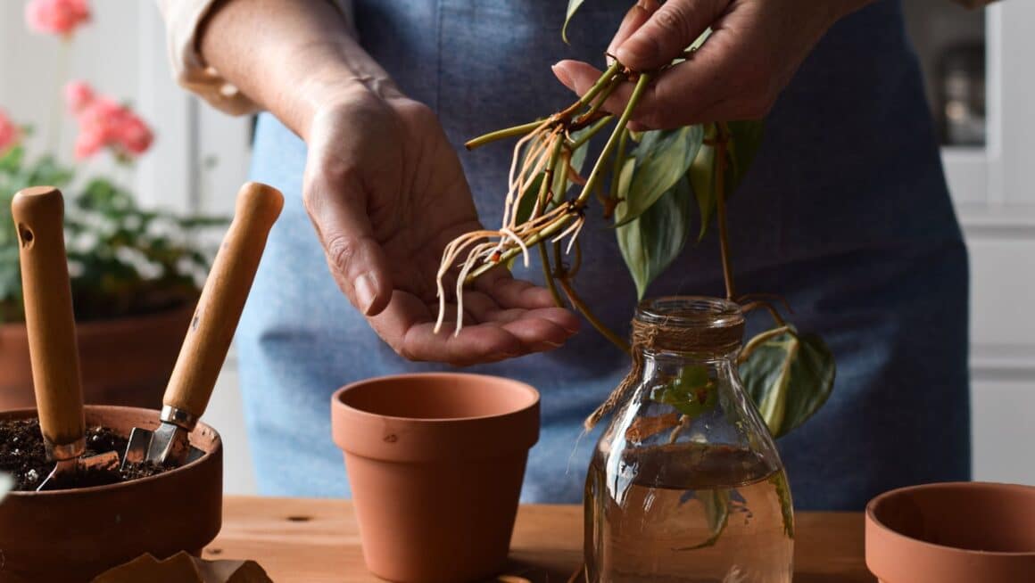 how to propagate indoor plants in water