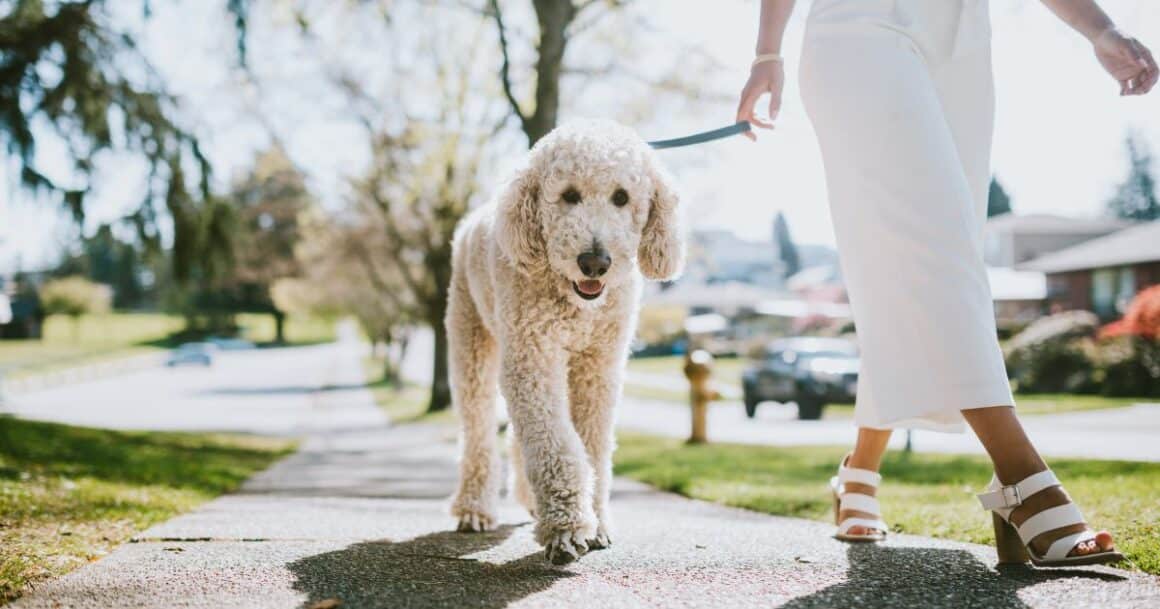 woman walking dog